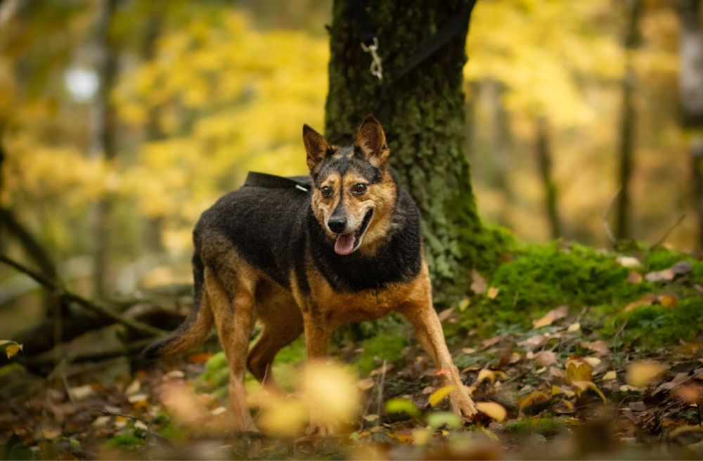 Kochana Miranda do adopcji! Za darmo