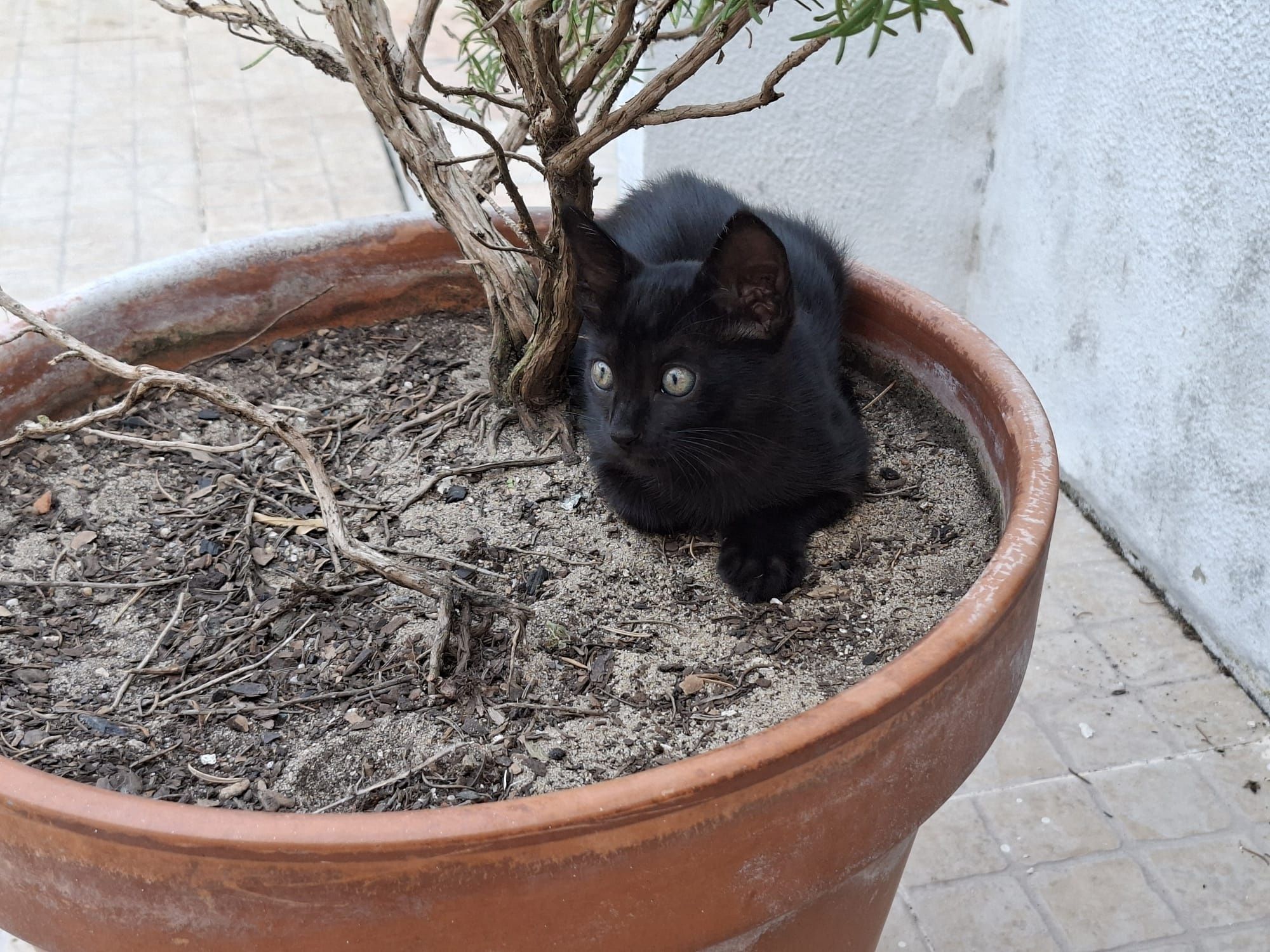 Dou gatinho 2 meses