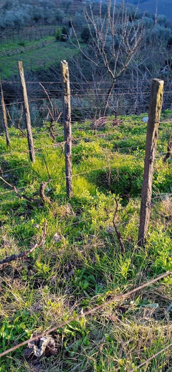 Pomar de fruta e vinhas