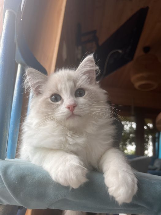 Ragdoll kotka FPL/gwarancja zdrowia/doswiadczony hodowca