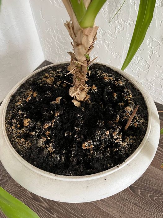 Панданус винтова пальма отдам бесплатно