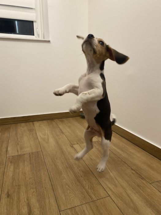 Няшні малюки бігля