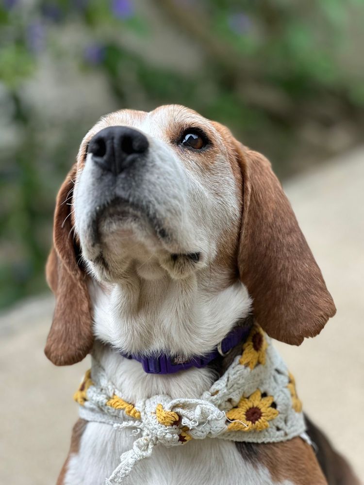 Cadela para adoção