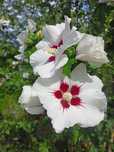 Hibiskus sadzonki