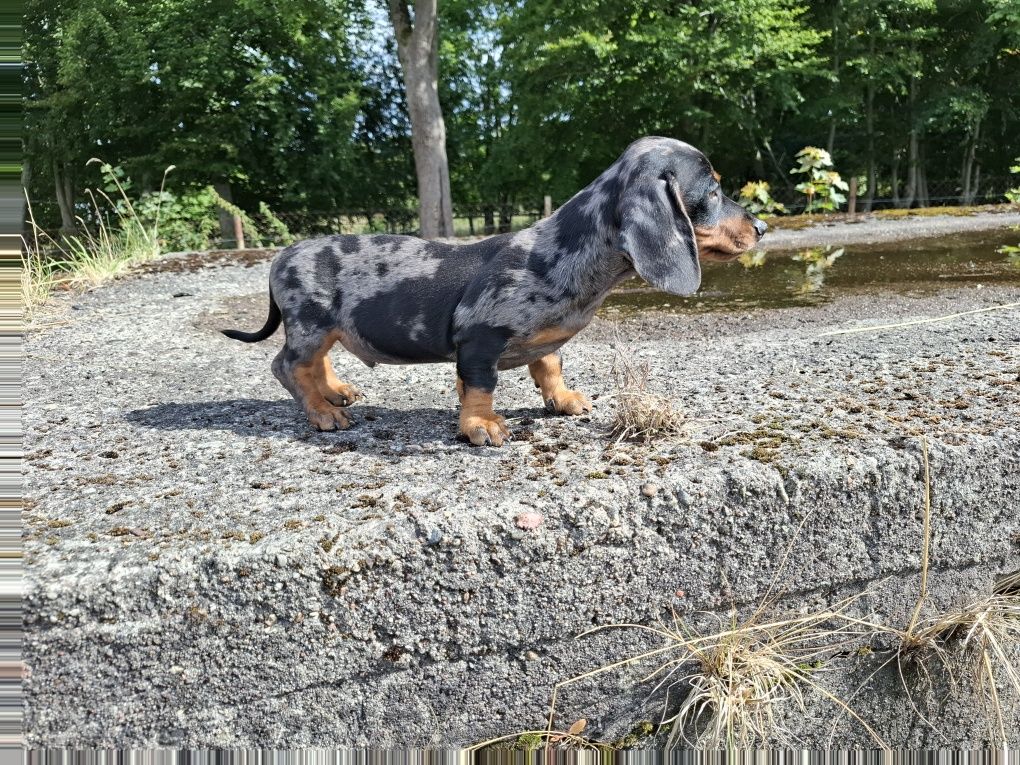 jamnik miniaturowy piesek
