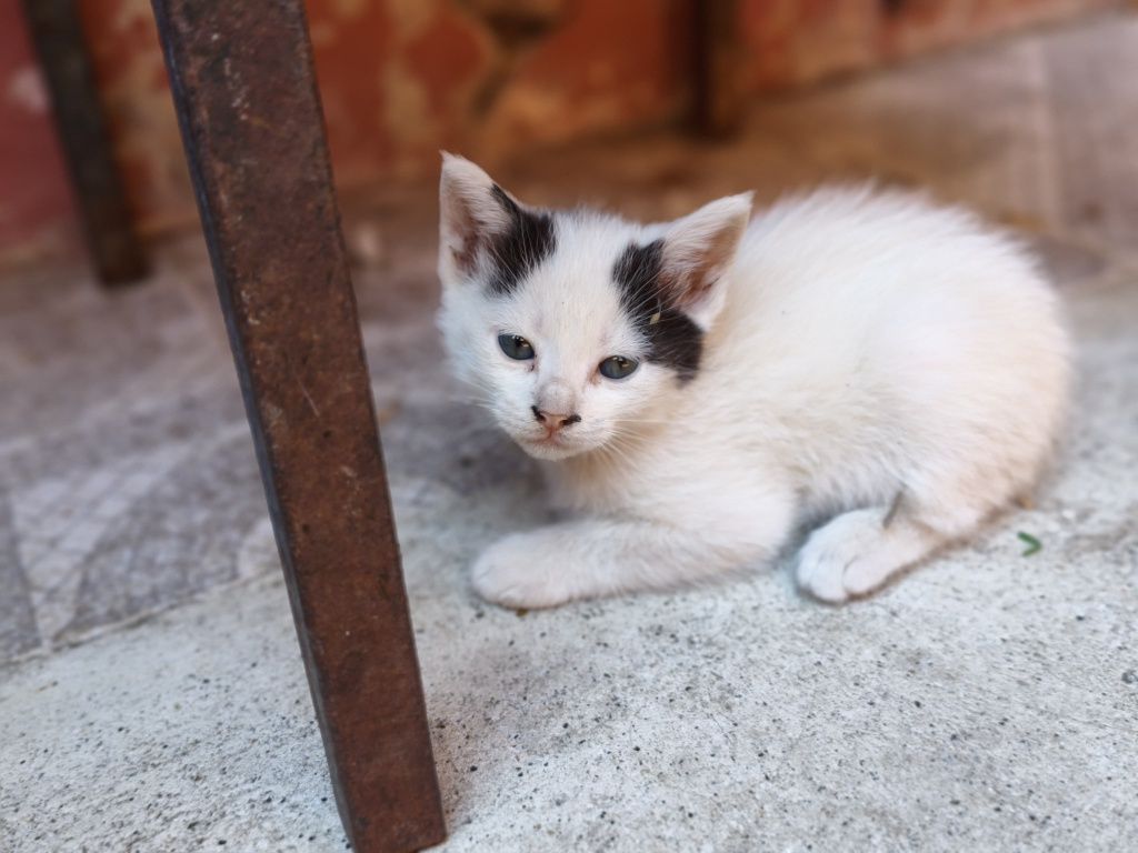Da se gatinhos bebés para família responsável