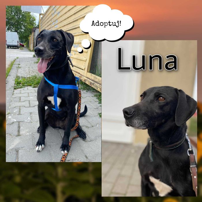 Luna - mix Wyżeł; mądra, łagodna i delikatna