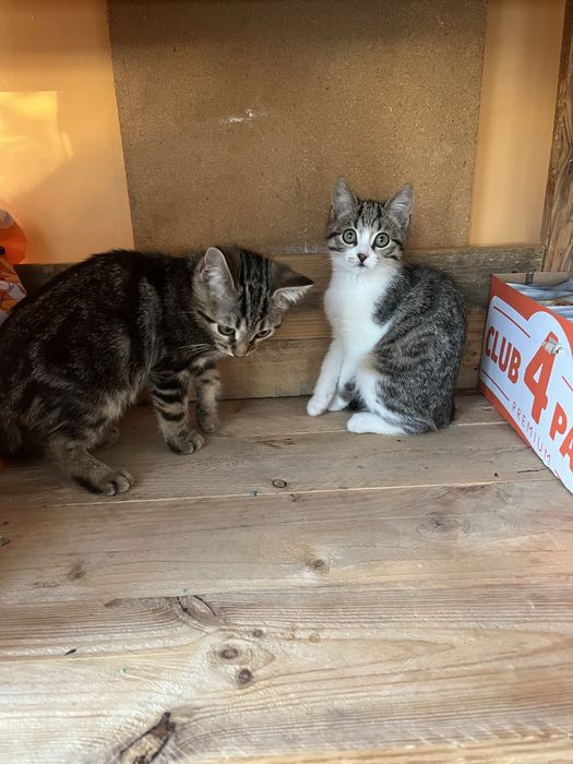 Котенок девочка Леона 2 мес