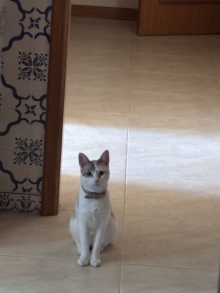 Doação de gata com 1 ano e totalmente tratada
