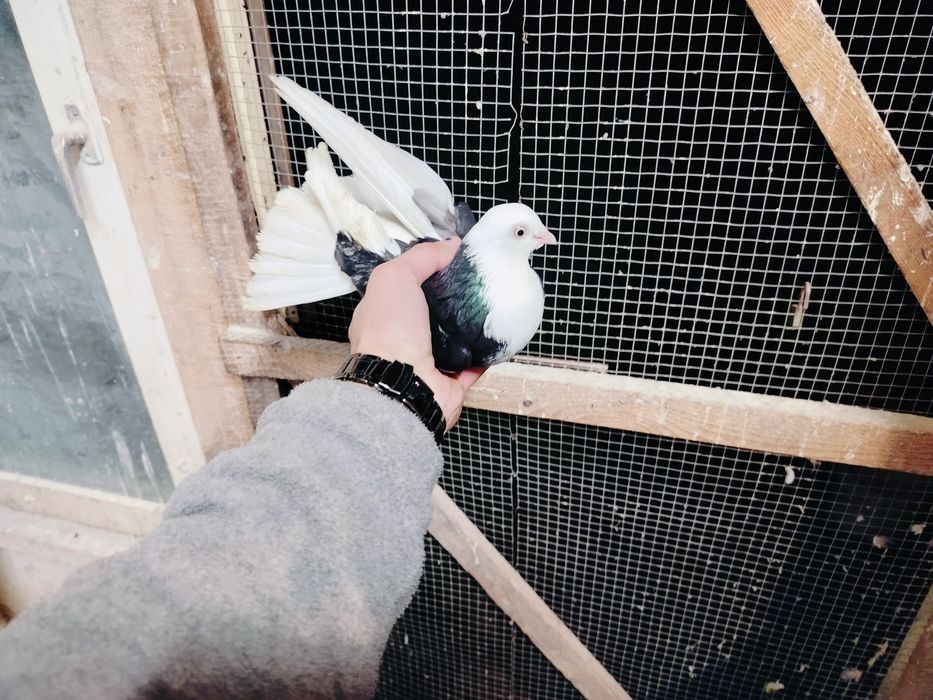 Gołębie zamojskie bociany