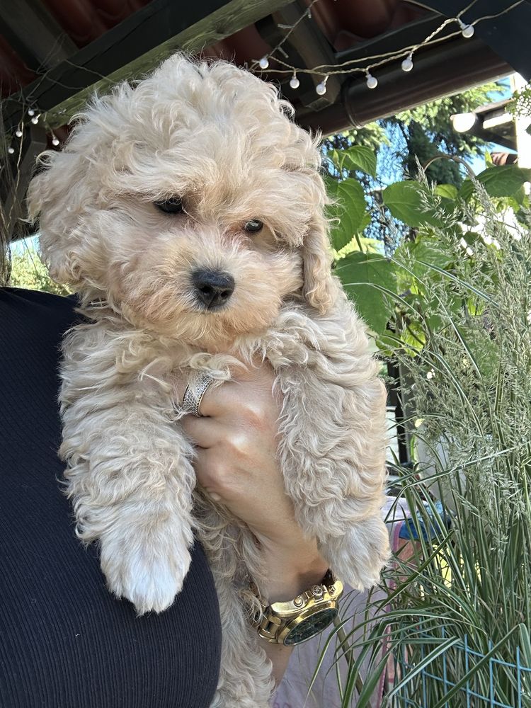 Maltipoo samiec gotowy do odbioru