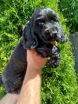 Śliczny  piesek Cocer Spaniel z rodowodem