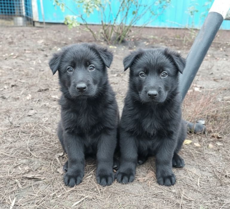 Продам чистокровних цуценят німецької вівчарки