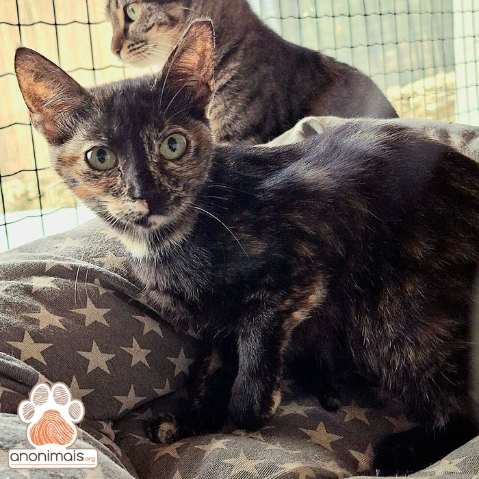 Polly - gata para adopção