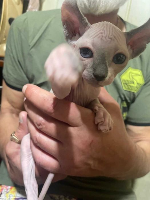 4 котёнка: 2 эльфа и 2 канадских сфинкса поинтового окраса!