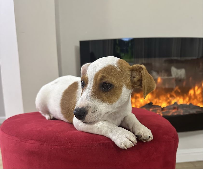 Piesek Jack Russell Terrier z Rodowodem