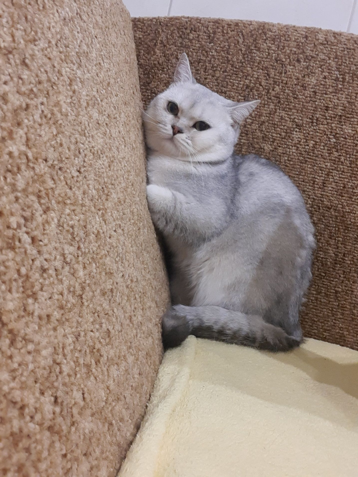 Шотландський скоттіш страйт в'язка