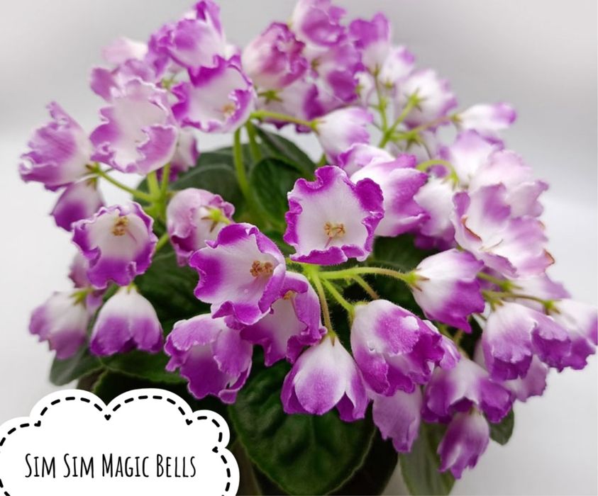 Міні фіалки, дітки фіалок, мікро фіалки, мини фиалки, микро фиалки