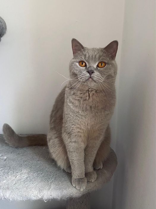 Kotki brytyjskie do adopcji