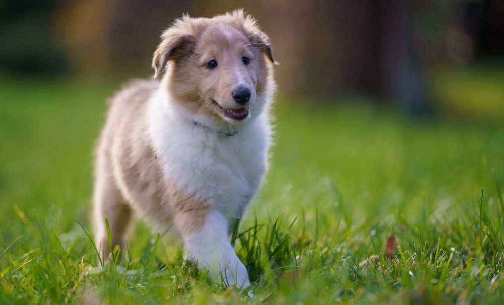 Owczarek szkocki długowłosy Collie, szczeniak gotowy do odbioru
