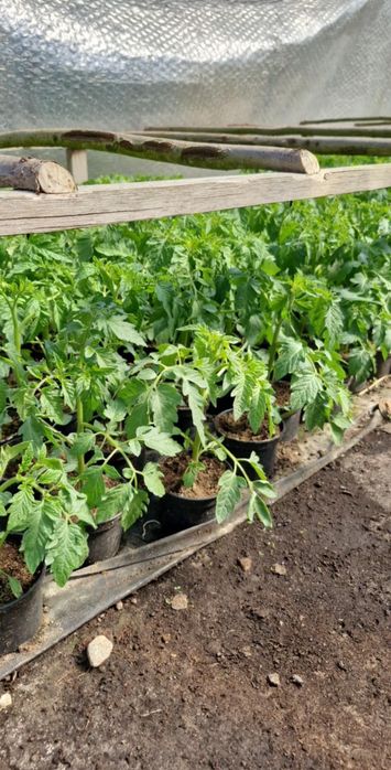 Ogórek truskawka papryka koktajl