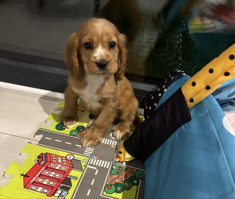 Cocker Spaniel Angielski samiec