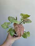 Syngonium neon robusta   - roślina doniczkowa