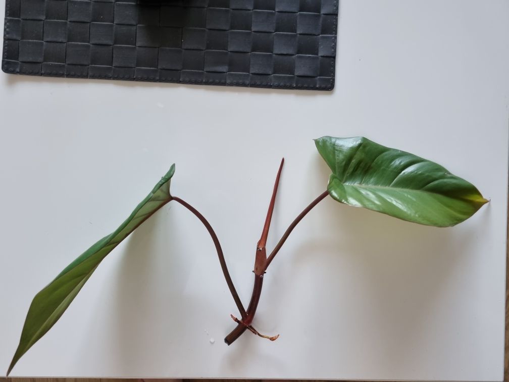 philodendron czerwieniejący