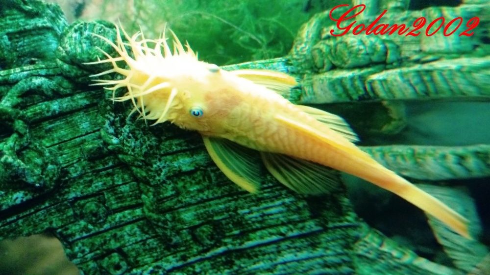 Glonojad Złoty 3CM Ancristus L144 BLUE Eye Nie Albinos!