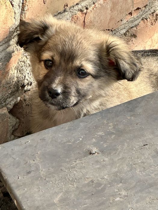 Віддам у добрі руки двох чудових собачок