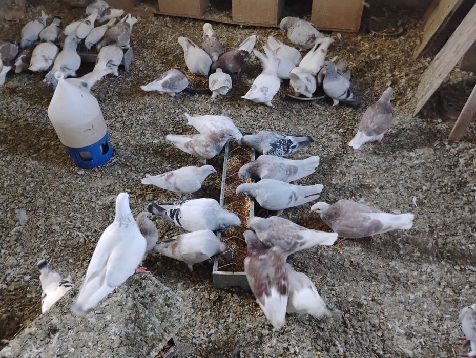 Gołębie Standardy - Hodowla z 40 letnią tradycją