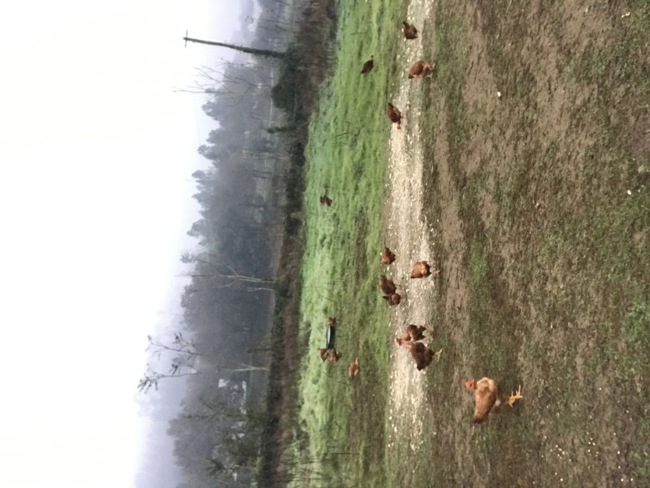 Frangos caseiros e traçados