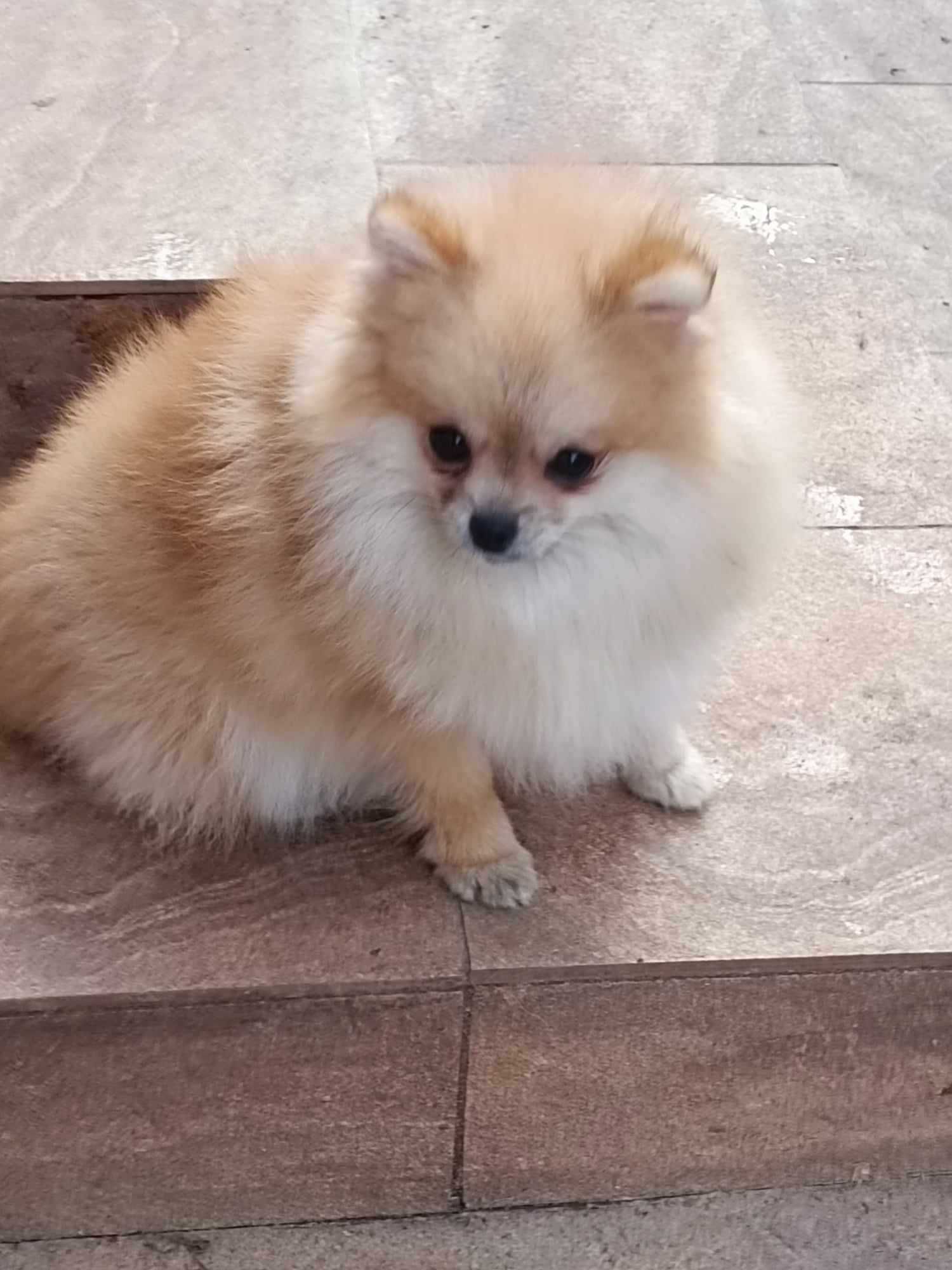 Szpic Miniaturowy Pomeranian  odchowany z dobrym pochodzeniem.