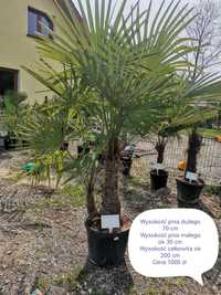 Palmy trachycarpus Fortunei, wagnerianus, juki rostraty.