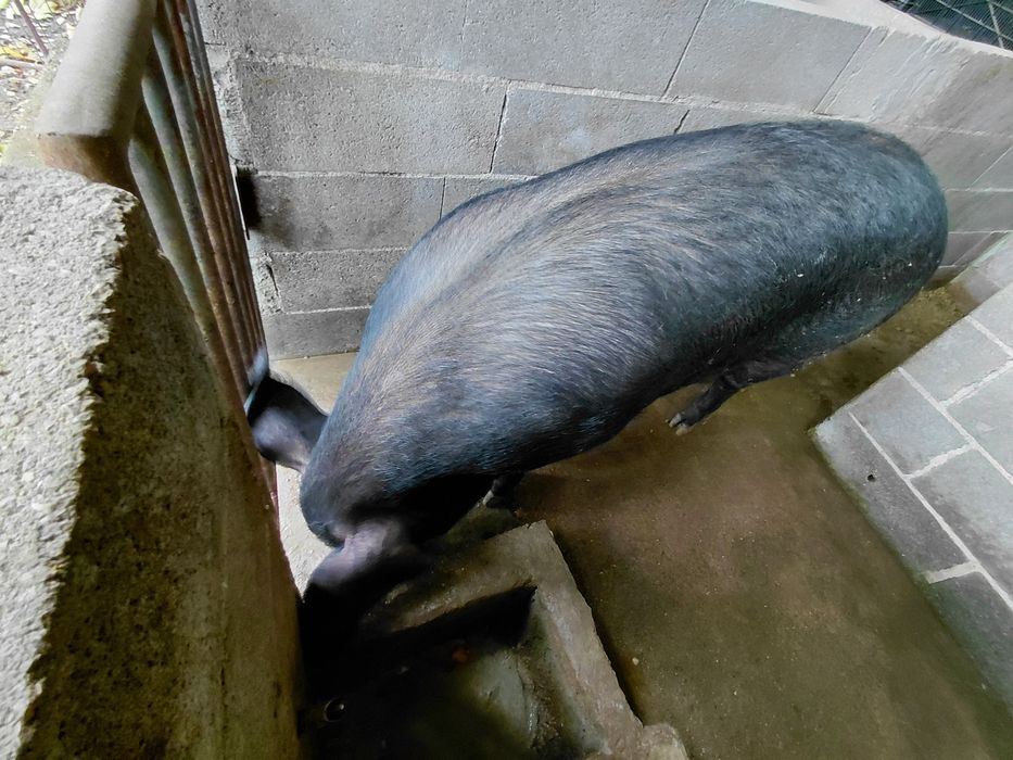 Vende-se Porcas vivas