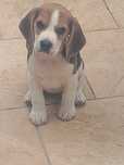 Beagle, szczeniaki, psy rasowe