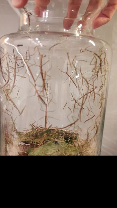 Patyczaki rogate za friko