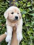 Psiak Golden retriever z rodowodem- ostatni Bąbel