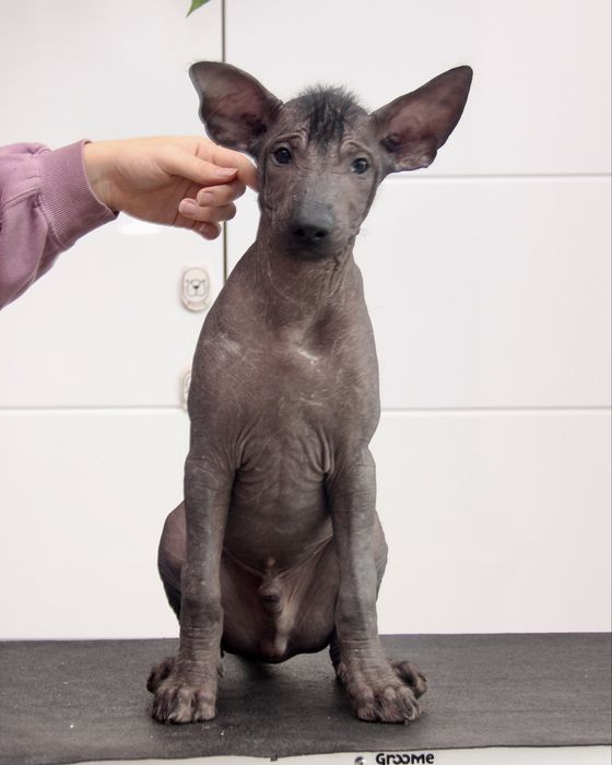 Nagi pies meksykański standardowy nagi samiec xoloitzcuintle