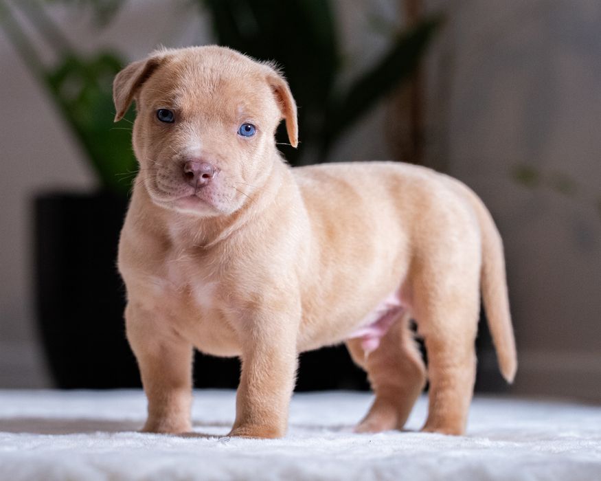 American Bully XL - Pies