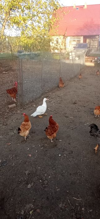 Kaczki francuskie i kaczory