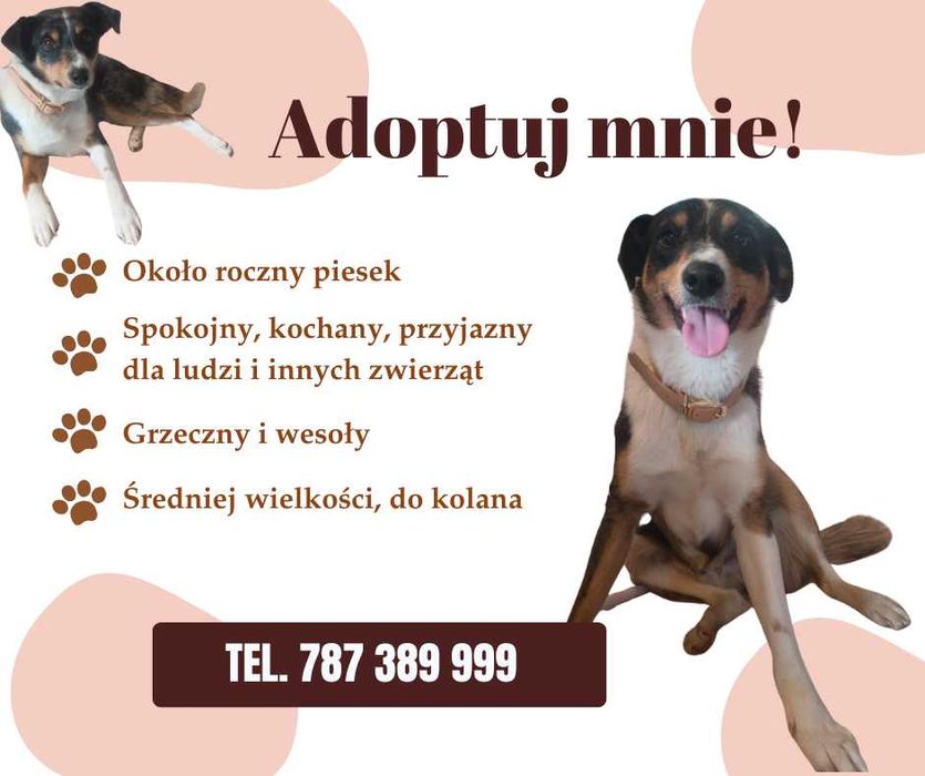 Pilne! Freddy traci dom tymczasowy! Przyjazny do dzieci i zwierząt