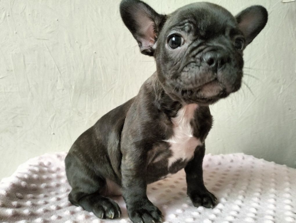 Buldog francuski BLUE