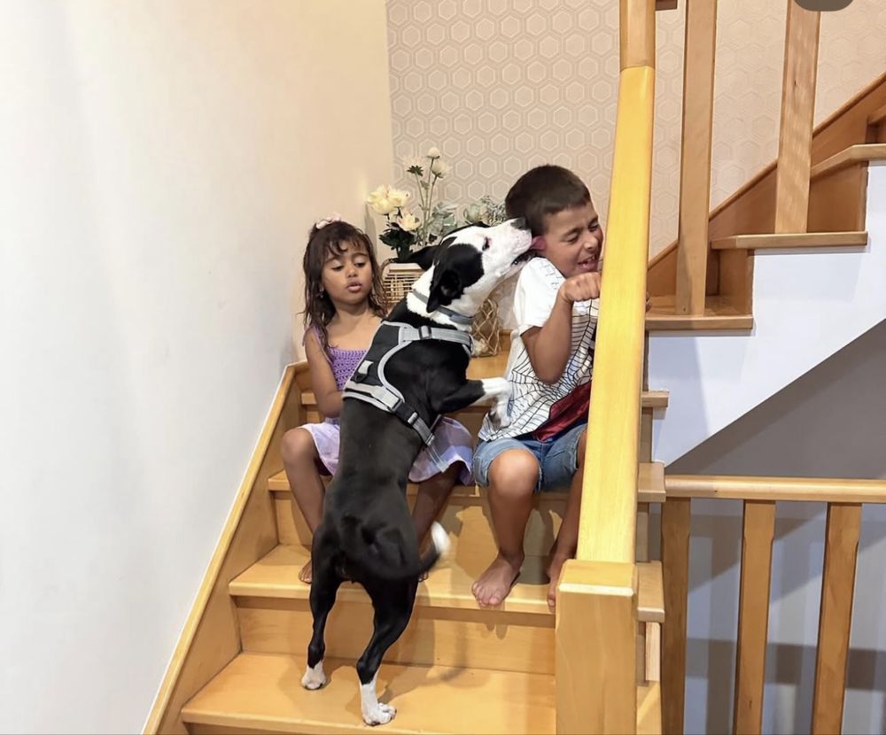Estadia para o teu animal de estimação