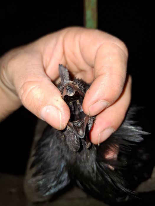Ovos ayam cemani