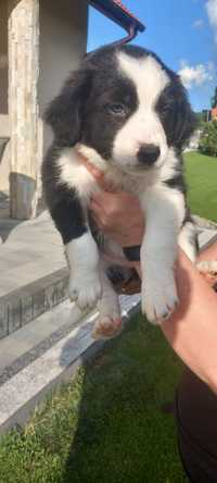 Szczeniak Border collie