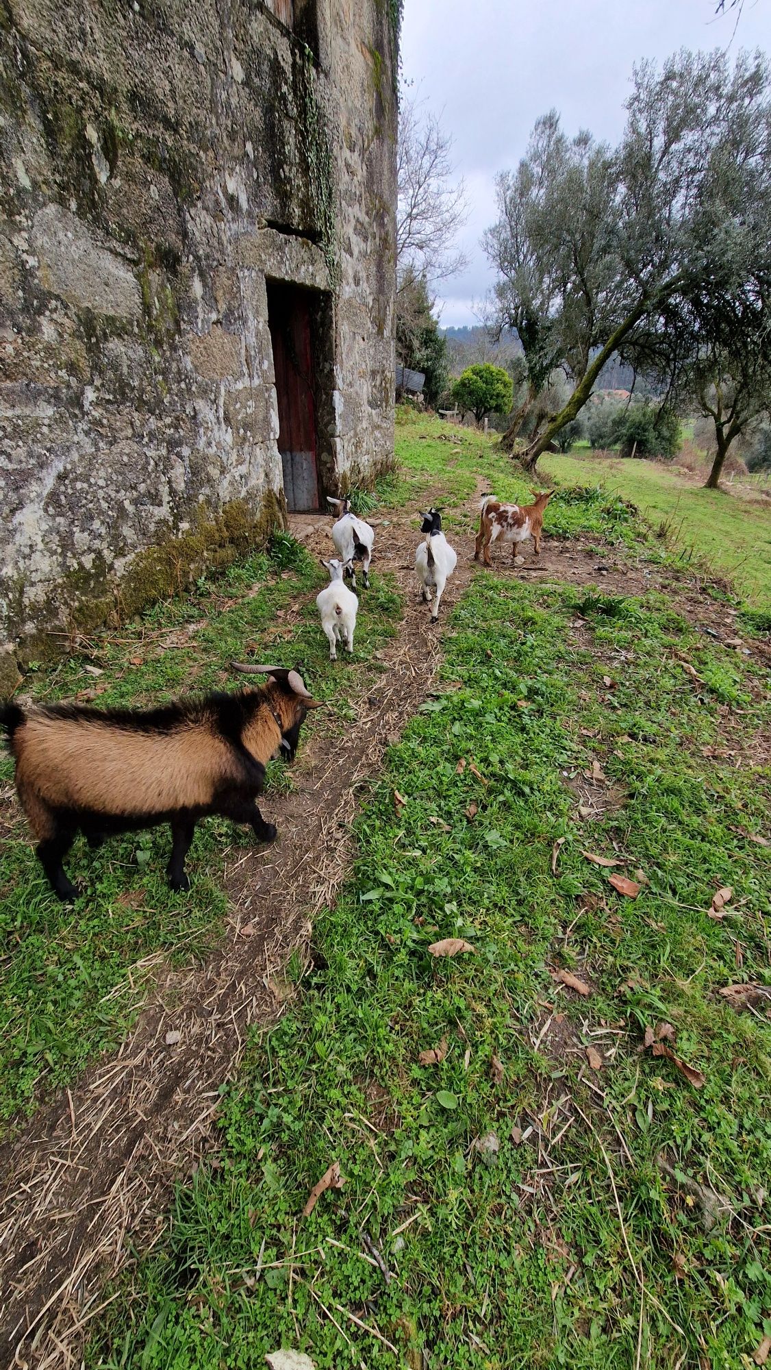 Cedo cabras anãs