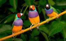 Vendo 5 Diamantes de Gould, 3 machos e 2 fêmeas.