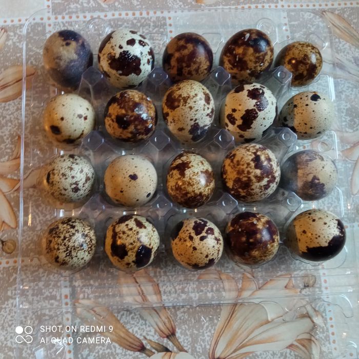 Jajka przepiórcze lęgowe