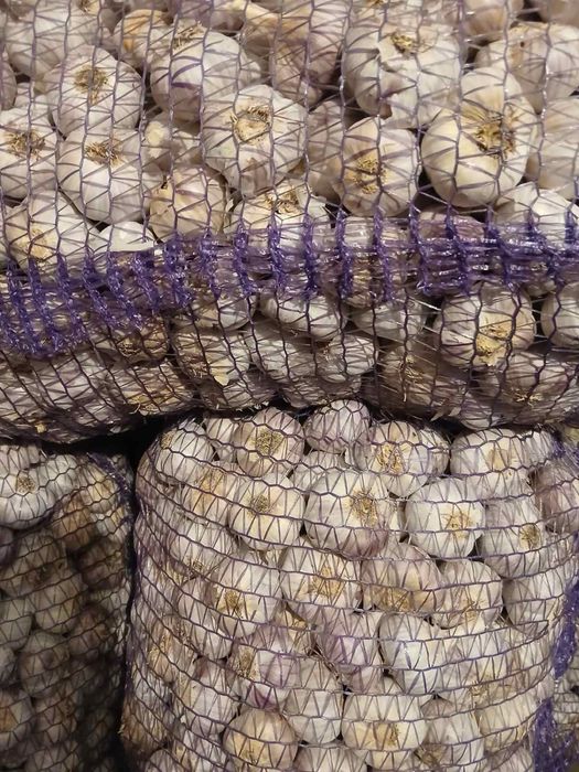 Продам озимий часник